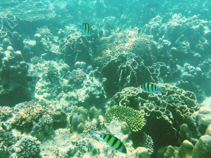 Photo 2016-02-20, 1 01 35 PM.jpg