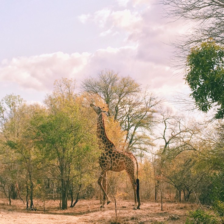 Photo 2016-07-31, 2 23 11 PM.jpg